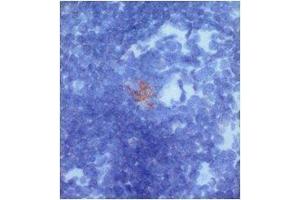 Immunohistochemistry on mouse thymus incubated with rabbit anti-NKCL-4, and then incubated with a secondary goat anti-rabbit.