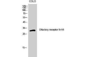 Western Blotting (WB) image for anti-Olfactory Receptor, Family 5, Subfamily H, Member 15 (OR5H15) (C-Term) antibody (ABIN3176614) (OR5H15 抗体  (C-Term))