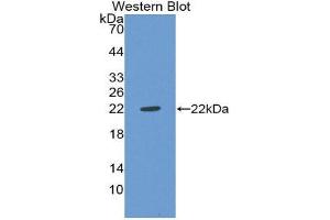 Western Blotting (WB) image for anti-Von Willebrand Factor (VWF) (AA 49-230) antibody (ABIN1078671) (VWF 抗体  (AA 49-230))