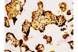 IHC image of ABIN7161771 diluted at 1:500 and staining in paraffin-embedded human placenta tissue performed on a Leica BondTM system. (NFE2L3 抗体  (AA 132-260))
