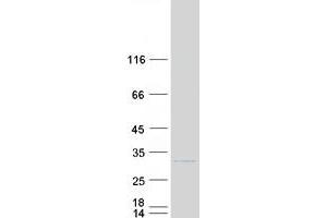 Western Blotting (WB) image for Breast Carcinoma Amplified Sequence 2 (BCAS2) protein (Myc-DYKDDDDK Tag) (ABIN2715178)