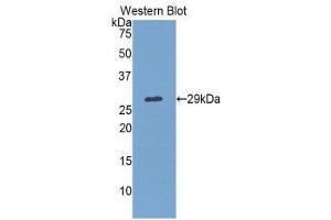 Western Blotting (WB) image for anti-Mps1 (TTK) (AA 570-787) antibody (ABIN1860877) (Mps1 抗体  (AA 570-787))