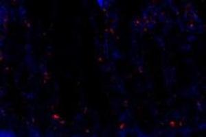 Immunofluorescent analysis of paraformaldehyde-fixed rat duodenum using FAM135B (ABIN7073910) at dilution of 1: 1000 (FAM135B 抗体)