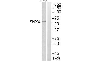 Western blot analysis of extracts from HuvEc cells, using SNX4 antibody. (Sorting Nexin 4 抗体  (Internal Region))