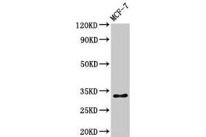 Western Blot Positive WB detected in: MCF-7 whole cell lysate All lanes: HIST1H1B antibody at 1 μg/mL Secondary Goat polyclonal to rabbit IgG at 1/50000 dilution Predicted band size: 23 kDa Observed band size: 32 kDa (Histone H1.5 抗体  (pSer17))