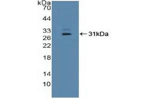 Western blot analysis of recombinant Human IFI16. (IFI16 抗体  (AA 465-671))