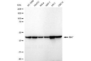 Western blotting analysis using MAF antibody (ABIN7800796).