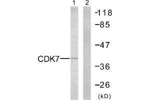 Western Blotting (WB) image for anti-Cyclin-Dependent Kinase 7 (CDK7) (C-Term) antibody (ABIN1848818) (CDK7 抗体  (C-Term))
