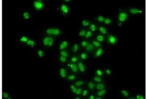 Immunofluorescence analysis of A549 cells using MORF4L2 Polyclonal Antibody (MORF4L2 抗体)