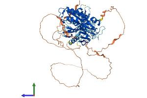 Protein Structure (PS) image for Deltex Homolog 2 (DTX2) (AA 1-622) protein (His tag) (ABIN7553745)