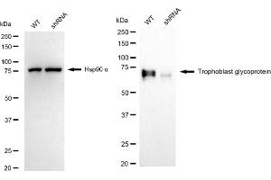 Western blotting analysis using trophoblast glycoprotein antibody (ABIN7800648).