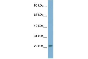 WB Suggested Anti-MFAP2 Antibody Titration: 0.