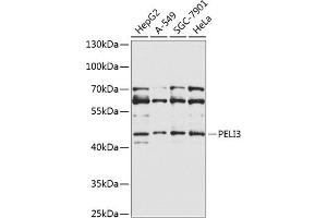 Western blot analysis of extracts of various cell lines, using PELI3 Antibody (ABIN6133273, ABIN6145438, ABIN6145439 and ABIN6225351) at 1:1000 dilution. (Pellino 3 抗体  (AA 1-280))