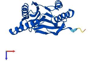 PSMB2 Protein (AA 1-201) (His tag)