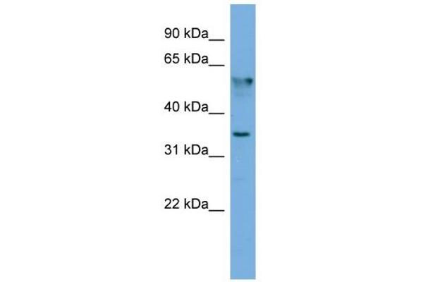 FNDC8 抗体  (N-Term)