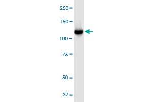 Western Blotting (WB) image for anti-Vinculin (VCL) (AA 1-1066) antibody (ABIN563365)