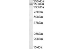 Western Blotting (WB) image for anti-Splicing Factor 3b, Subunit 3, 130kDa (SF3B3) (C-Term) antibody (ABIN2466263) (SF3B3 抗体  (C-Term))