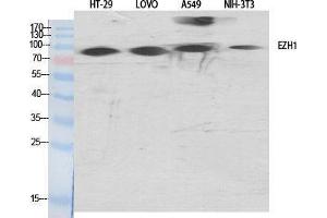 Western Blotting (WB) image for anti-Enhancer of Zeste Homolog 1 (EZH1) (Internal Region) antibody (ABIN3174958) (EZH1 抗体  (Internal Region))
