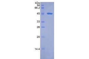 SDS-PAGE of Protein Standard from the Kit (Highly purified E. (Factor VII ELISA 试剂盒)