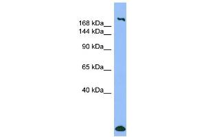 WB Suggested Anti-MYH1 Antibody Titration:  0. (MYH1 抗体  (N-Term))