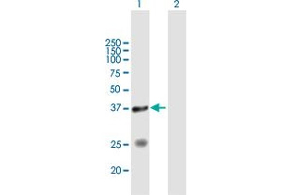STYXL1 antibody  (AA 1-313)