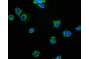 Immunofluorescence staining of MCF-7 cells with ABIN7160445 at 1:200, counter-stained with DAPI. (MAG 抗体  (AA 25-516))