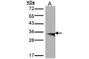 WB Image Western Blot analysis of HLA-DMB expression in transfected 293T cell line by HLA-DMB polyclonal antibody. (HLA-DMB 抗体  (C-Term))