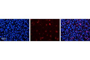 NR2F6 antibody - N-terminal region          Formalin Fixed Paraffin Embedded Tissue:  Human Liver Tissue    Observed Staining:  Nucleus in hepatocytes   Primary Antibody Concentration:  1:100    Secondary Antibody:  Donkey anti-Rabbit-Cy3    Secondary Antibody Concentration:  1:200    Magnification:  20X    Exposure Time:  0. (NR2F6 抗体  (N-Term))