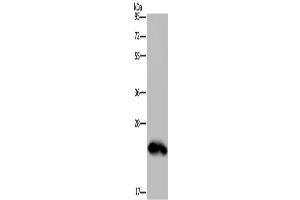 Western Blotting (WB) image for anti-Growth Hormone 2 (GH2) antibody (ABIN2423530) (Growth Hormone 2 抗体)