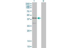 Western Blot analysis of MAPK13 expression in transfected 293T cell line by MAPK13 monoclonal antibody (M01), clone 2C10-1C7. (MAPK13 抗体  (AA 1-365))