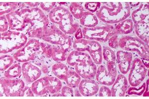 Anti-BMP7 antibody IHC staining of human kidney, tubules. (BMP7 抗体  (AA 315-431))