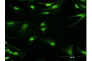 Immunofluorescence (IF) image for anti-Protein Kinase, AMP-Activated, gamma 1 Non-Catalytic Subunit (PRKAG1) (AA 1-247) antibody (ABIN948313)