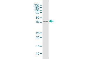 C9orf100 MaxPab polyclonal antibody. (C9orf100 抗体  (AA 1-335))