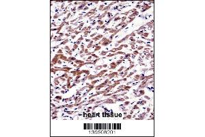 MOV10 Antibody immunohistochemistry analysis in formalin fixed and paraffin embedded human heart tissue followed by peroxidase conjugation of the secondary antibody and DAB staining. (MOV10 抗体  (N-Term))