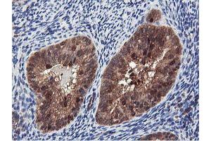 Image no. 2 for anti-Arginyl Aminopeptidase (Aminopeptidase B) (RNPEP) antibody (ABIN1500729) (RNPEP 抗体)