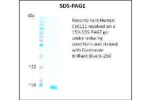 SDS-PAGE (SDS) image for Chemokine (C-X-C Motif) Ligand 11 (CXCL11) (Active) protein (ABIN5509360) (CXCL11 蛋白)