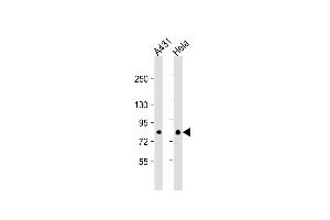 Lane 1: A431, Lane 2: HeLa cell lysate at 20 µg per lane. (EIF4B 抗体)