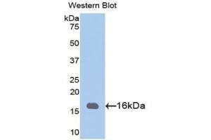 Detection of Recombinant PHPT1, Mouse using Polyclonal Antibody to Phosphohistidine Phosphatase 1 (PHPT1) (PHPT1 抗体  (AA 1-124))