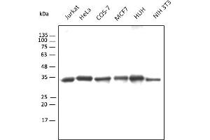Western Blotting (WB) image for Chicken anti-Goat IgG antibody (DyLight 550) (ABIN7273065)