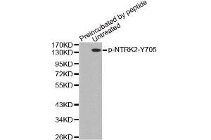 Western Blotting (WB) image for anti-Neurotrophic Tyrosine Kinase, Receptor, Type 2 (NTRK2) (pTyr705) antibody (ABIN3020418) (TRKB 抗体  (pTyr705))