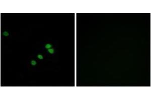 Immunofluorescence (IF) image for anti-Sp1 Transcription Factor (SP1) (AA 706-755) antibody (ABIN2889065) (SP1 抗体  (AA 706-755))