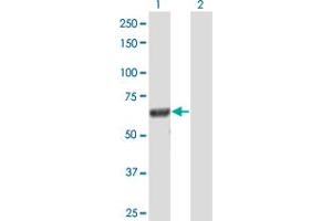 Western Blot analysis of DOCK7 expression in transfected 293T cell line by DOCK7 MaxPab polyclonal antibody. (DOCK7 抗体  (AA 1-624))
