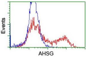 HEK293T cells transfected with either RC208344 overexpress plasmid (Red) or empty vector control plasmid (Blue) were immunostained by anti-AHSG antibody (ABIN2455765), and then analyzed by flow cytometry. (Fetuin A 抗体)