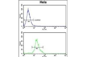 DOLK Antibody (Center) (ABIN652781 and ABIN2842513) flow cytometry analysis of Hela cells (bottom histogram) compared to a negative control cell (top histogram). (Dolichol Kinase 抗体  (AA 312-339))