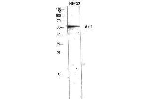 Western Blotting (WB) image for anti-V-Akt Murine Thymoma Viral Oncogene Homolog 1 (AKT1) (N-Term) antibody (ABIN3183239) (AKT1 抗体  (N-Term))
