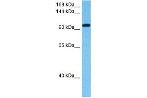 Host:  Rabbit  Target Name:  ZFHX4  Sample Tissue:  Human THP-1 Whole Cell lysates  Antibody Dilution:  1ug/ml (ZFHX4 抗体  (N-Term))