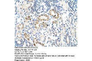 Rabbit Anti-CDC25B Antibody  Paraffin Embedded Tissue: Human Kidney Cellular Data: Epithelial cells of renal tubule Antibody Concentration: 4. (CDC25B 抗体  (N-Term))