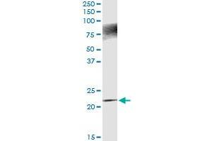 Immunoprecipitation (IP) image for anti-Apolipoprotein B mRNA Editing Enzyme, Catalytic Polypeptide-Like 3C (APOBEC3C) (AA 1-190) antibody (ABIN949220)