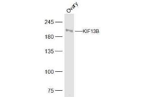 Rat ovary lysates probed with KIF13B Polyclonal Antibody, Unconjugated  at 1:500 dilution and 4˚C overnight incubation. (KIF13B 抗体  (AA 351-450))