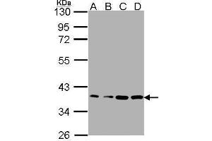 WB Image Sample(30μg whole cell lysate) A: A431 , B: H1299 C: HeLaS3 D: MOLT4 , 12% SDS PAGE antibody diluted at 1:1000 (RPL5 抗体)